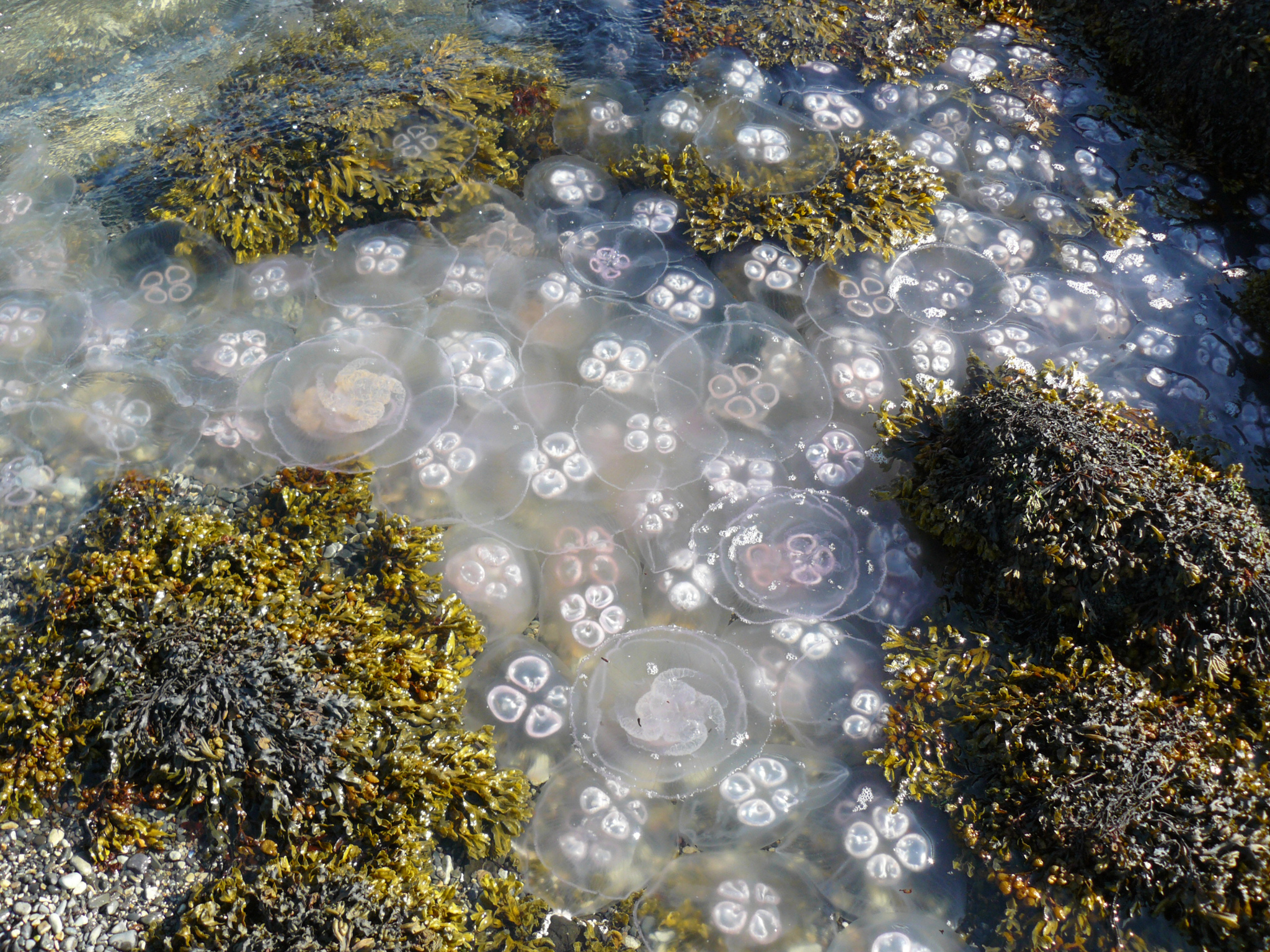 Top-down view of translucent moon jellies with saucer-shaped bells and four pale horseshoe-shaped gonads in an Icelandic rock pool