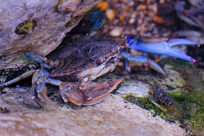 Blue crab