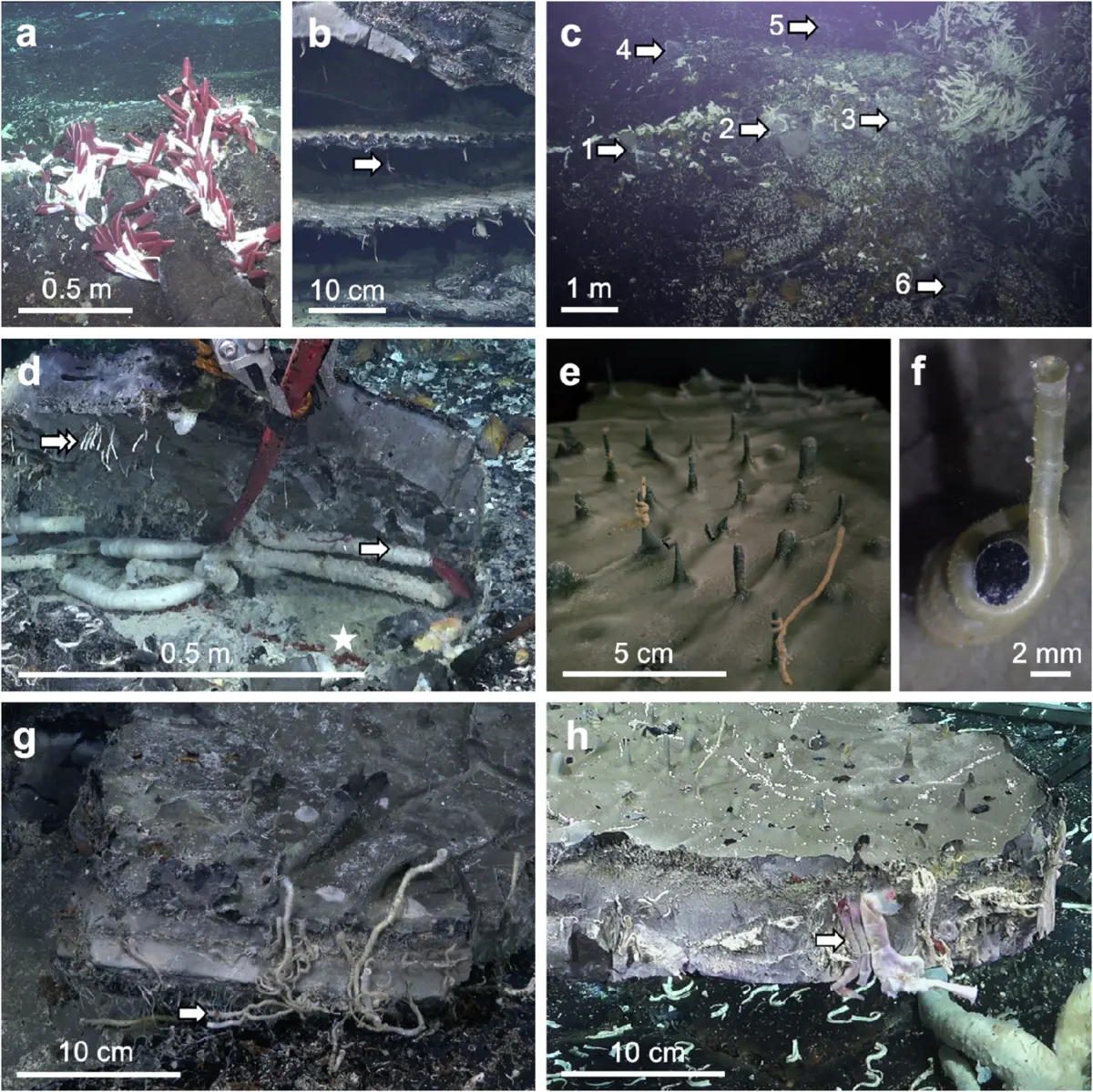 Research figure showing tubeworms on lobate lava, six opened subseafloor cavities and tubeworms attached beneath lifted lava shelves