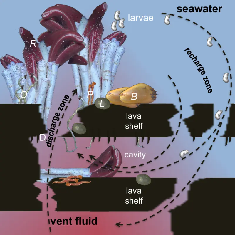 Scientific cross-section of layered lobate lava showing cold seawater entering cracks, mixed vent fluid rising, and proposed paths for tubeworm larvae and mobile animals