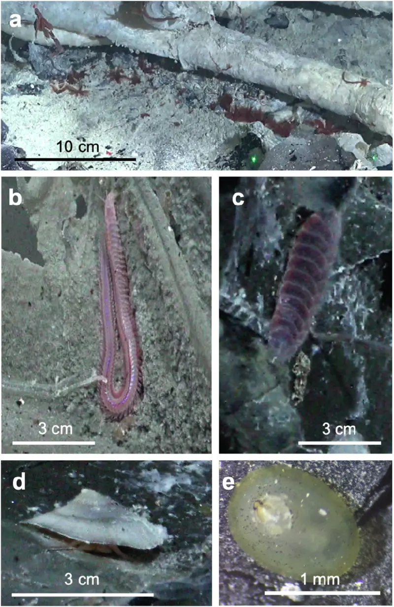 Research figure showing Paralvinella worms, Nereis and Branchinotogluma bristle worms, a Neomphalus limpet and Lepetodrilus limpets inside opened subseafloor cavities
