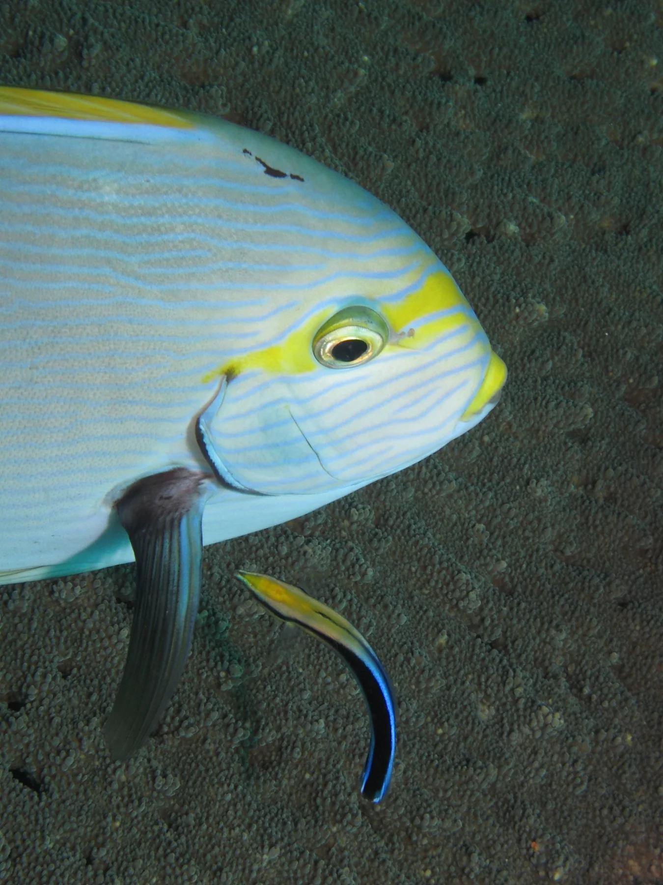 A cleaner wrasse pointing toward the gill and pectoral-fin region of an elongate surgeonfish