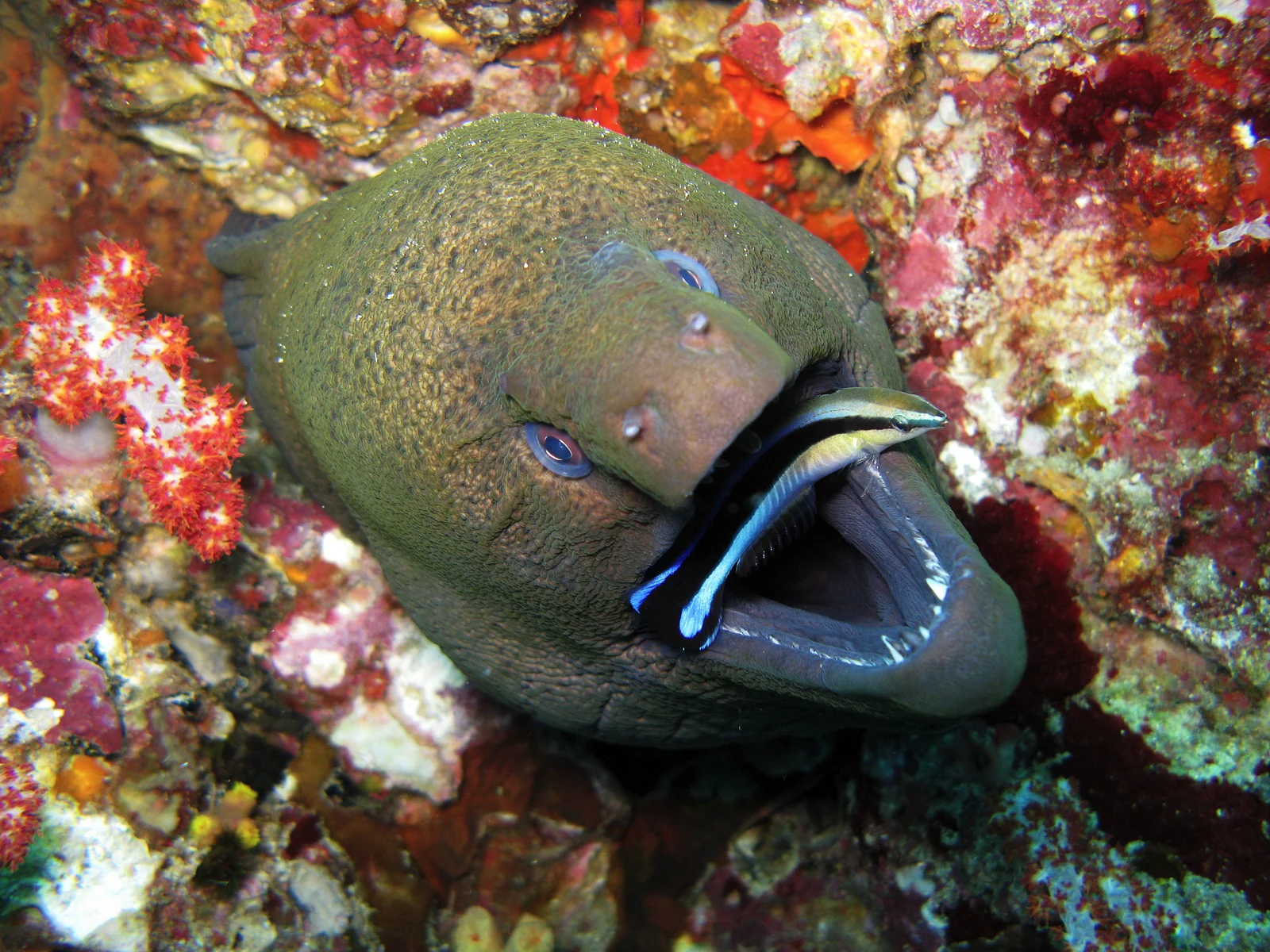 A blue-and-black cleaner wrasse across the open mouth of a giant moray on a reef