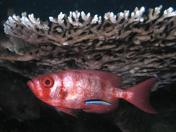 A blue-and-black cleaner wrasse beside a red bigeye fish beneath coral