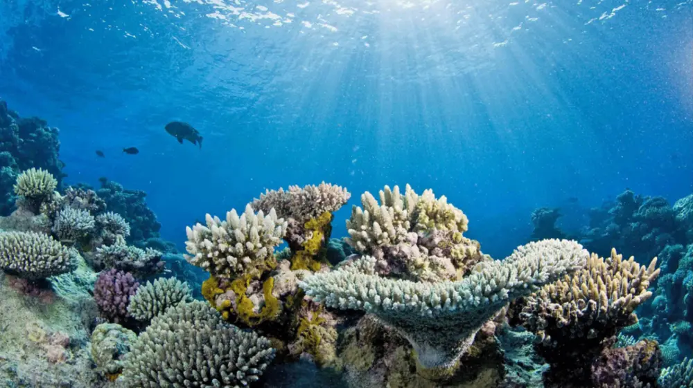 Reef scene showing brown healthy corals beside white corals with signs of bleaching