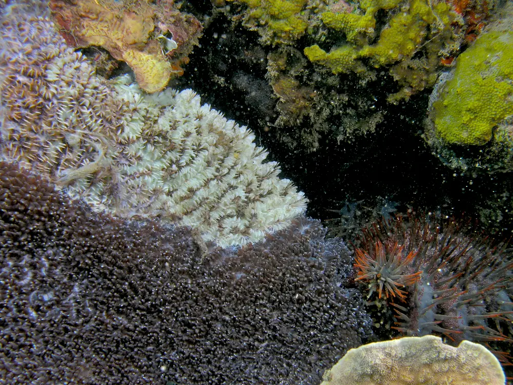 Crown-of-thorns starfish beside a bright white feeding scar on hard coral in Timor-Leste