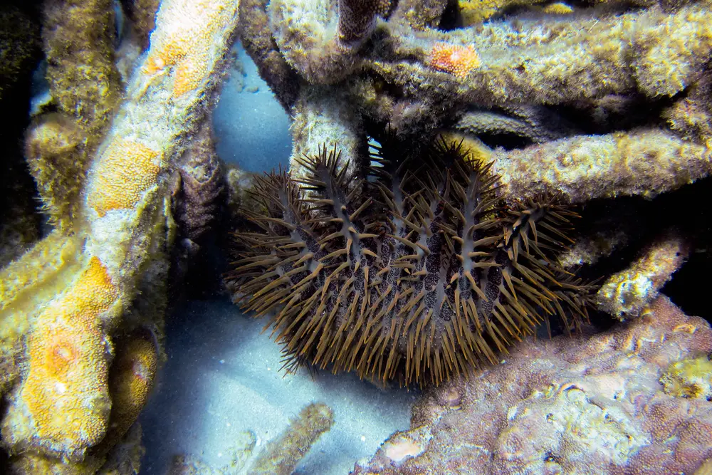 Crown-of-thorns starfish resting among corals at Lizard Island on the Great Barrier Reef