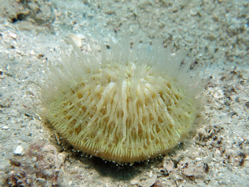 A pale, round Cycloseris cyclolites coral with radiating ridges and translucent tentacles resting on sand