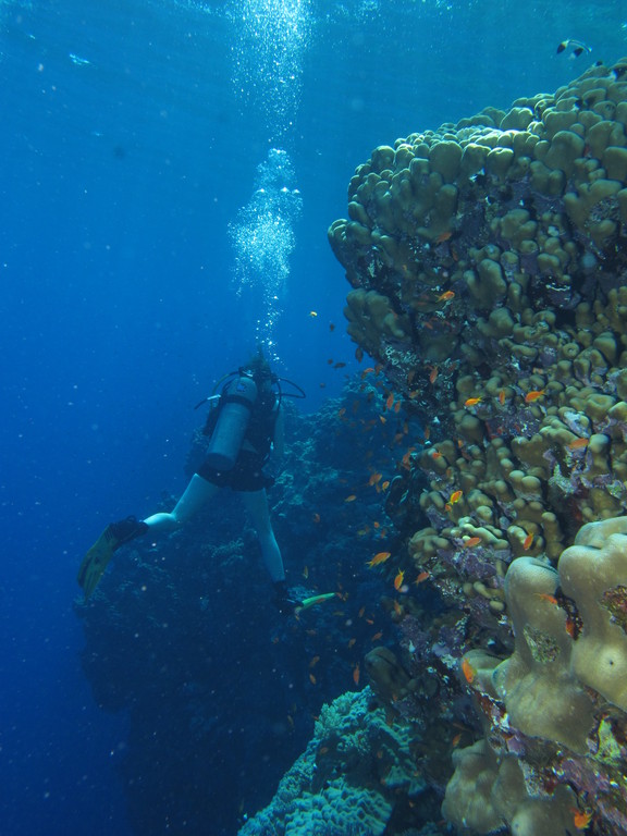 Scuba diver swimming beside a tall coral reef edge at Daedalus Reef in the Red Sea