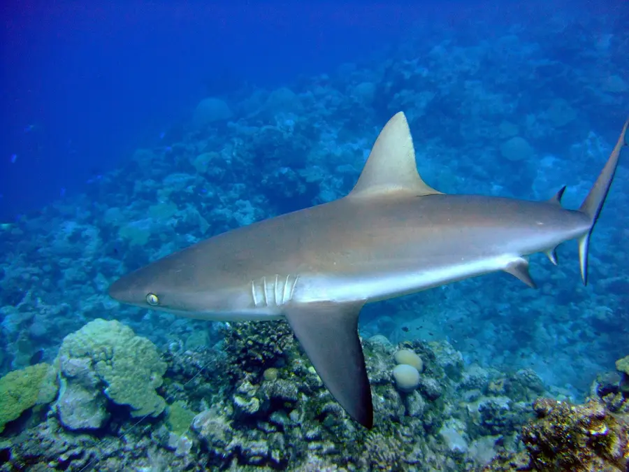 Grey reef shark seen obliquely from above while swimming over coral off Wake Island