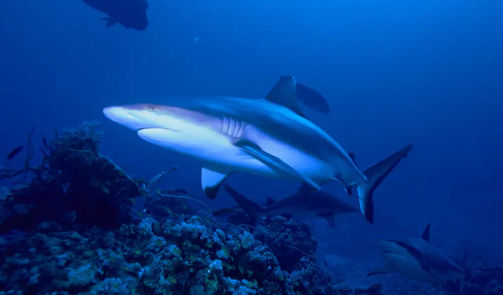 Grey reef shark swimming in profile above coral with other sharks behind it
