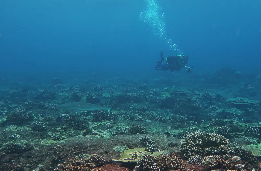 Grey reef shark swimming over coral while a NOAA survey diver photographs a transect in the distance off Baker Island