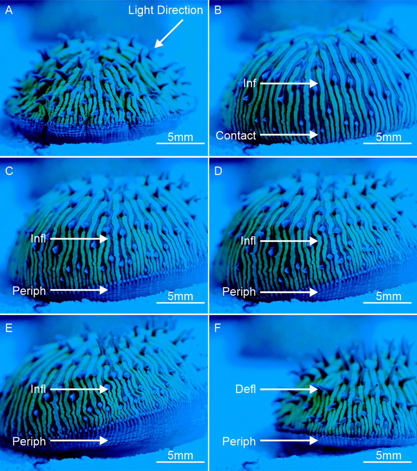 Six laboratory panels show a mushroom coral inflating, twisting peripheral tissue and deflating during movement