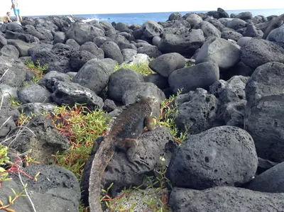 Marine iguana resting among dark lava rocks at Las Loberias in the Galápagos Islands