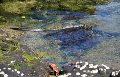 Marine iguana swimming in shallow coastal water at Punta Espinosa on Fernandina Island
