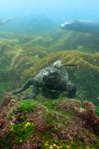 Galápagos marine iguana underwater above algae-covered rock off Fernandina Island