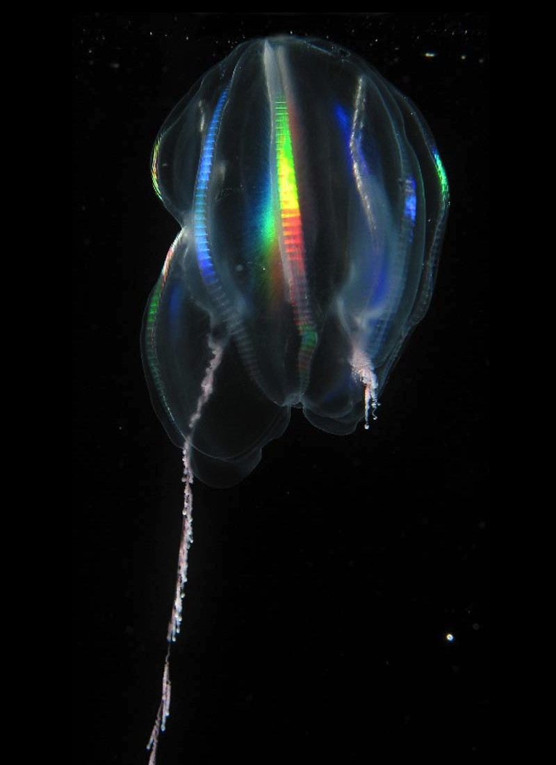 Mertensia ovum comb jelly with bright rainbow comb rows and one extended tentacle against dark water