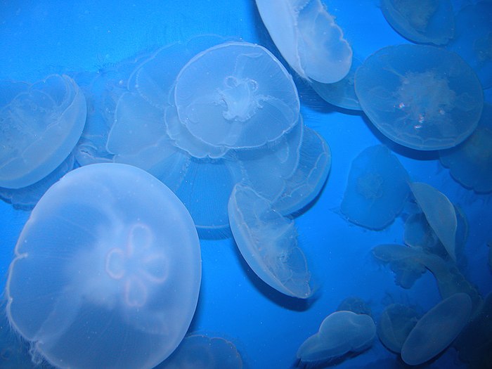 Moon jelly