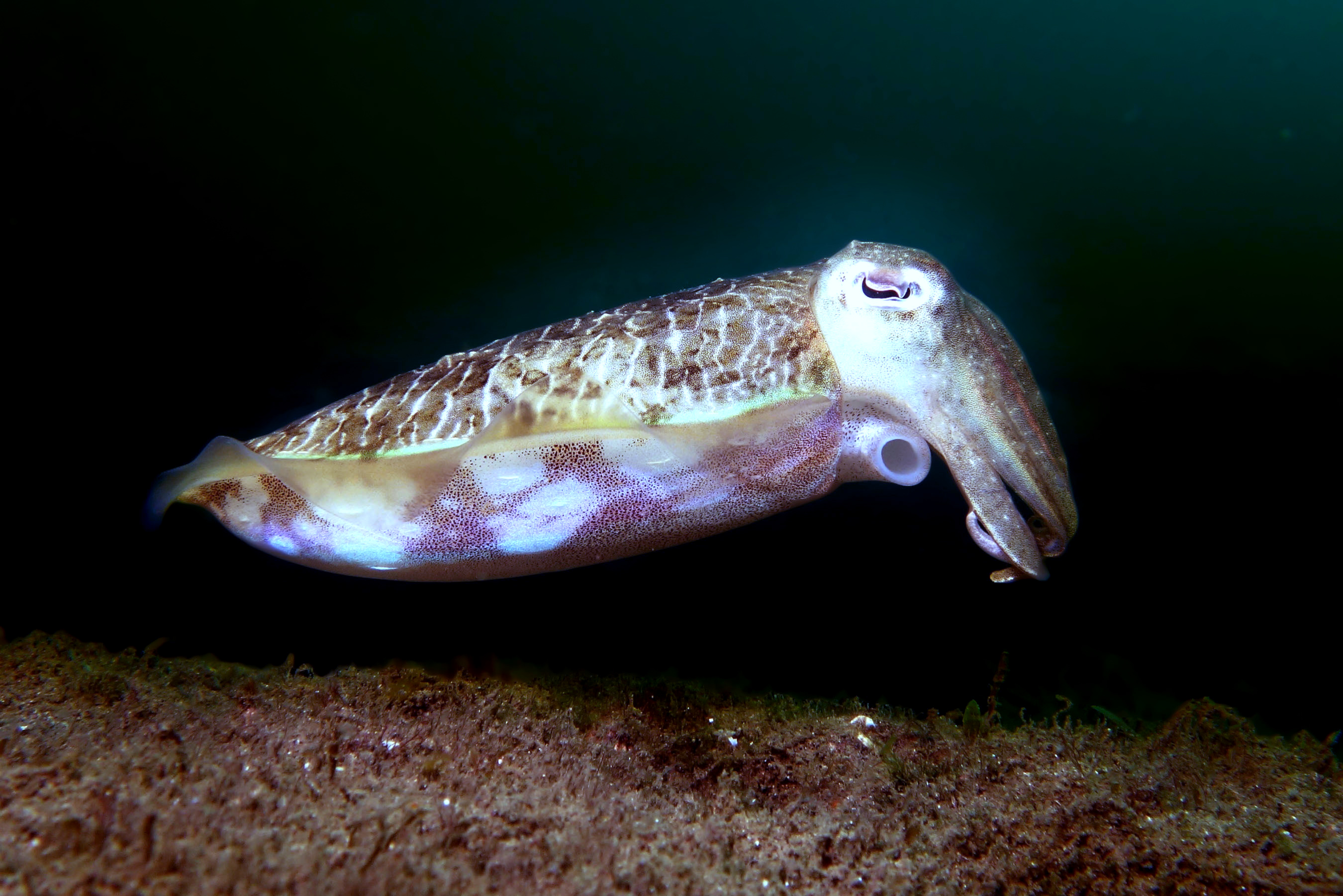 Mourning cuttlefish Sepia plangon hovering above the seafloor with its arms forward and patterned mantle visible