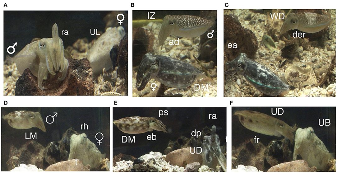 Six research photographs show the same male and female mourning cuttlefish changing body patterns, posture and skin texture through a courtship sequence