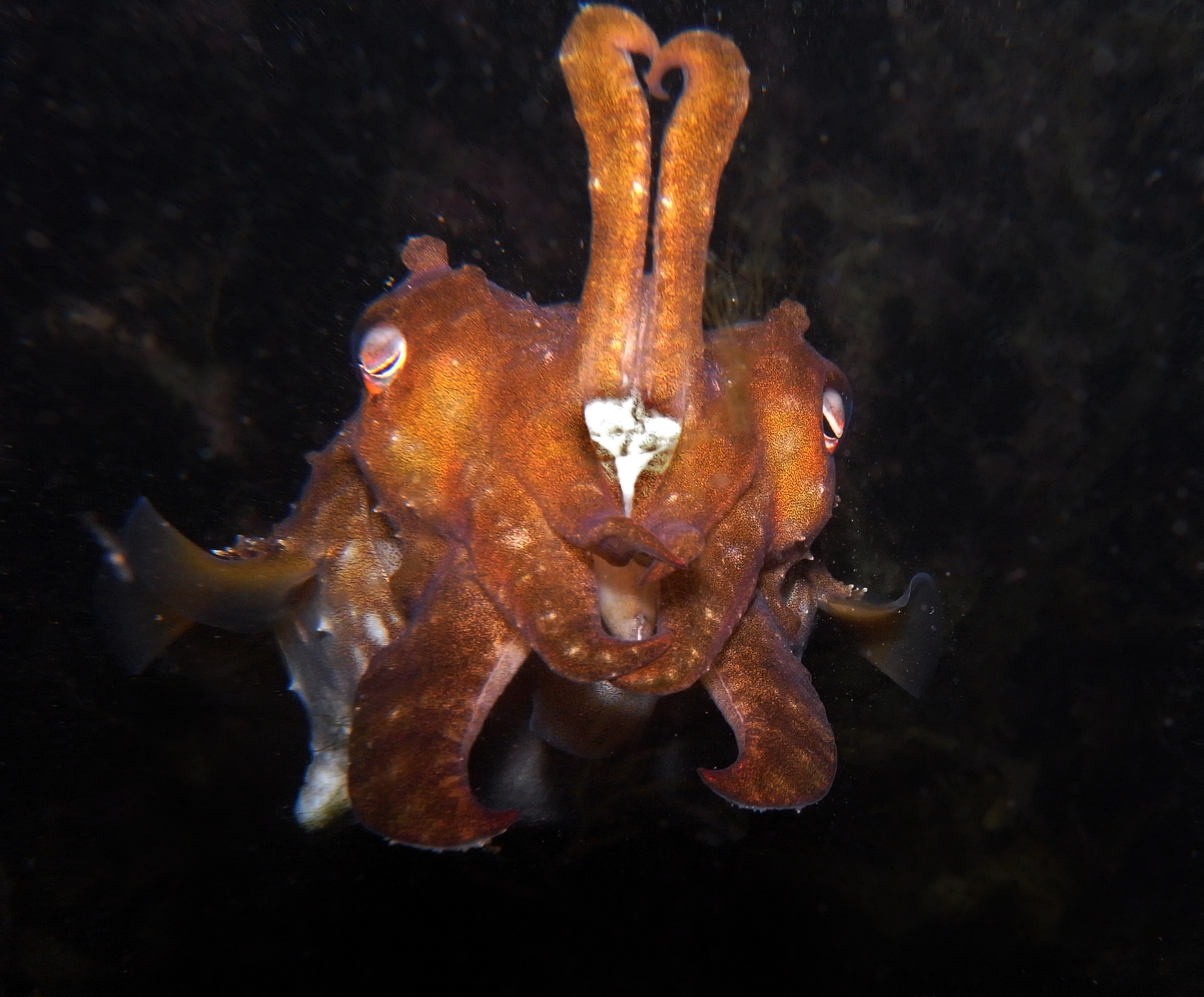 Front view of a dark-patterned mourning cuttlefish with two arms raised vertically and the remaining arms curled around its head