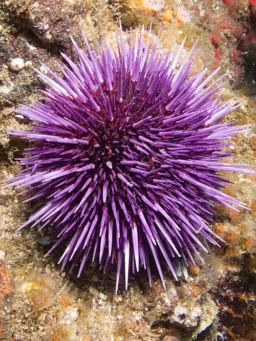 Purple sea urchin