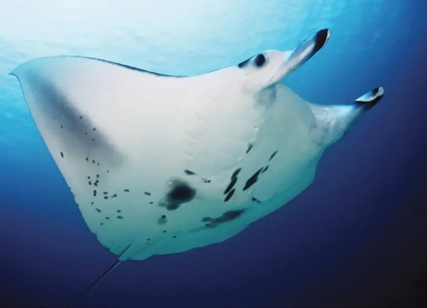 Reef manta ray cruising with its mouth closed and the two cephalic fins tightly rolled