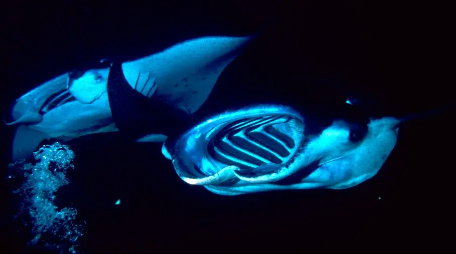 Two reef manta rays feeding at night with open mouths and visible filter plates