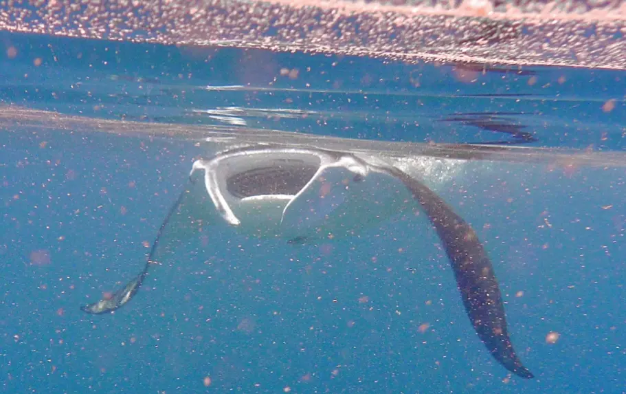 Reef manta ray feeding with its mouth open and the two cephalic fins unrolled beside it