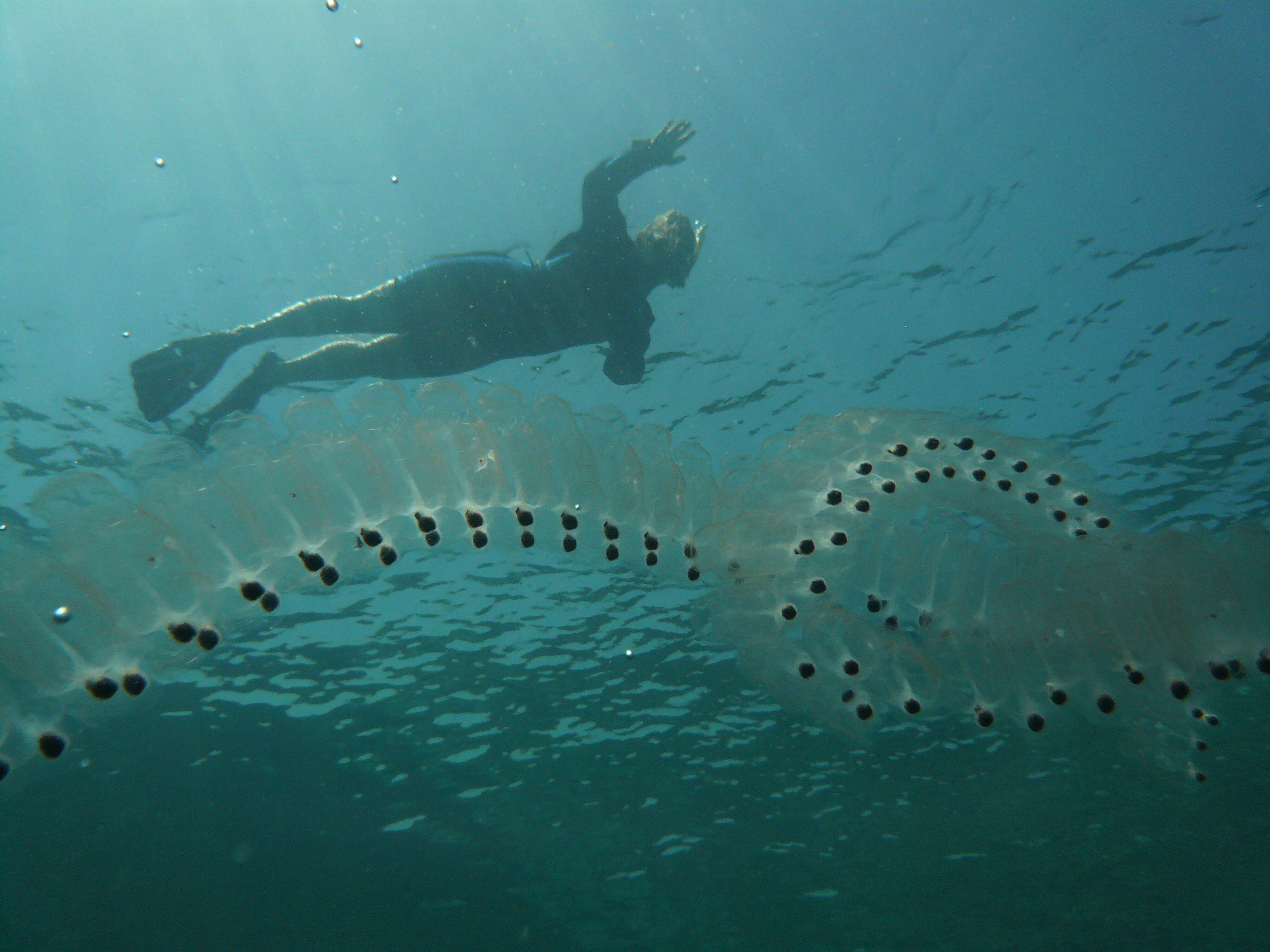 Two chains of transparent salps beneath a snorkeler in open water, each made of repeated barrel-shaped units with dark gut masses