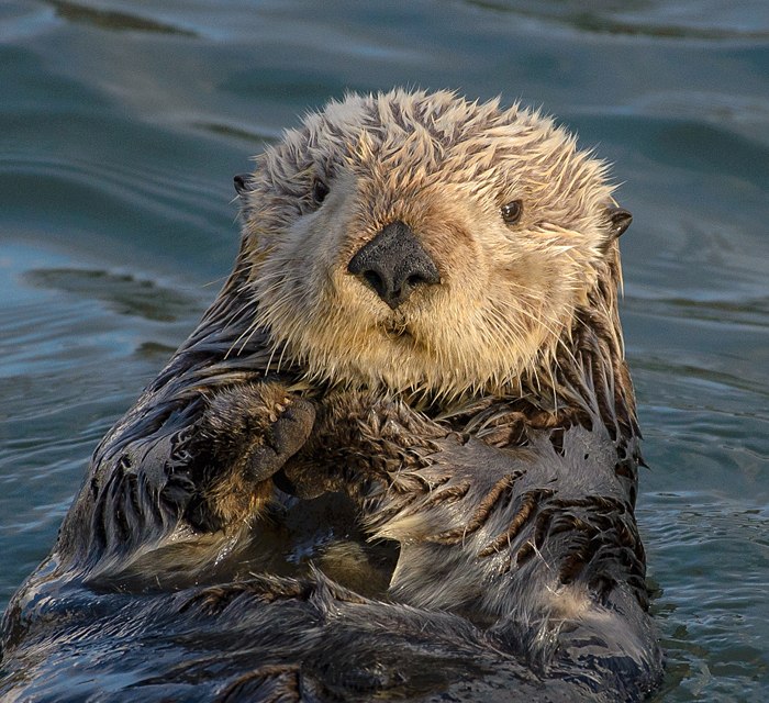 Sea otter