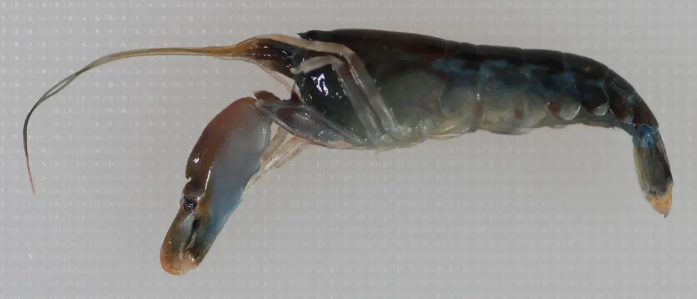 Bigclaw snapping shrimp specimen in side view with one greatly enlarged claw