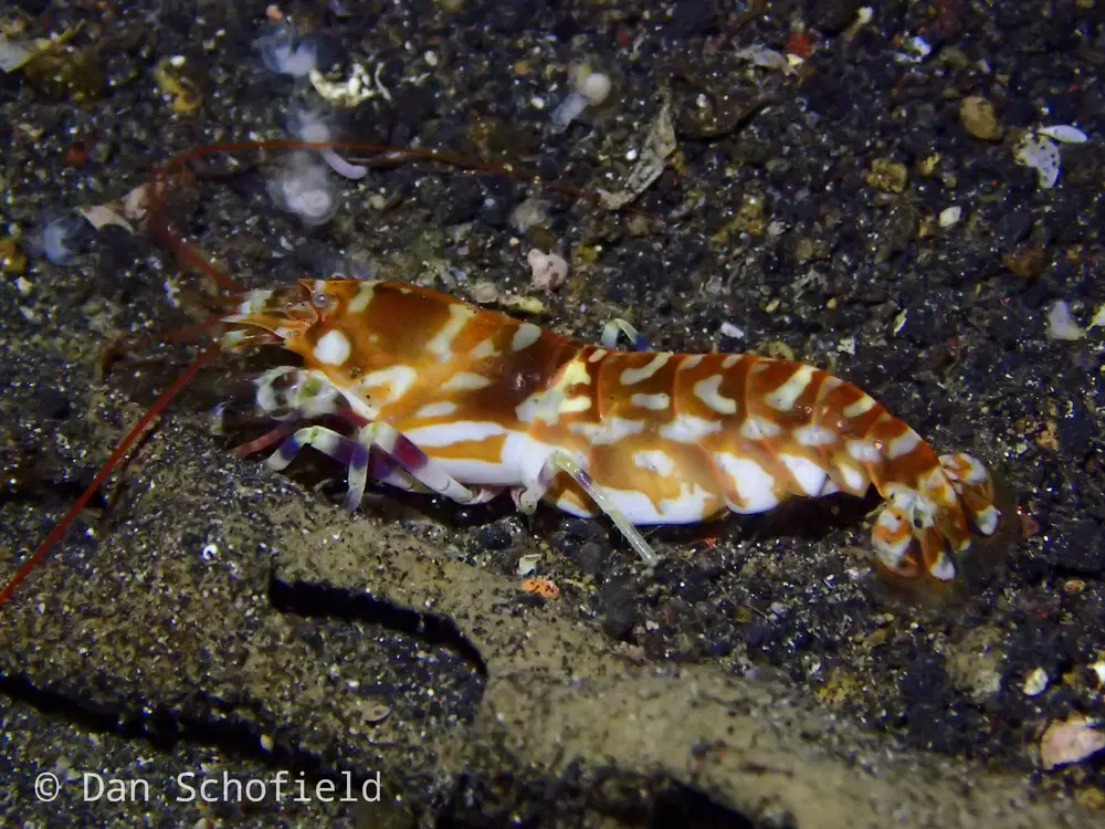 Orange and white tiger snapping shrimp resting on dark coarse underwater substrate in Indonesia